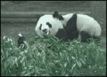 Gtfo GIF - Gtfo Leave Panda GIFs