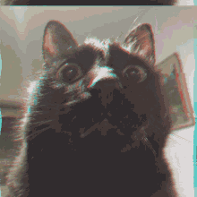 Cat Amazed GIF - Cat Amazed Reaction GIFs
