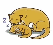 otter sleep well