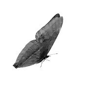 a black and white photo of a butterfly with a watermark that says picmix