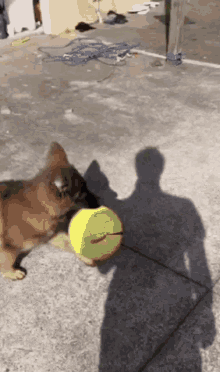 Ollie Ball Ball GIF - Ollie Ball Ball Dog GIFs