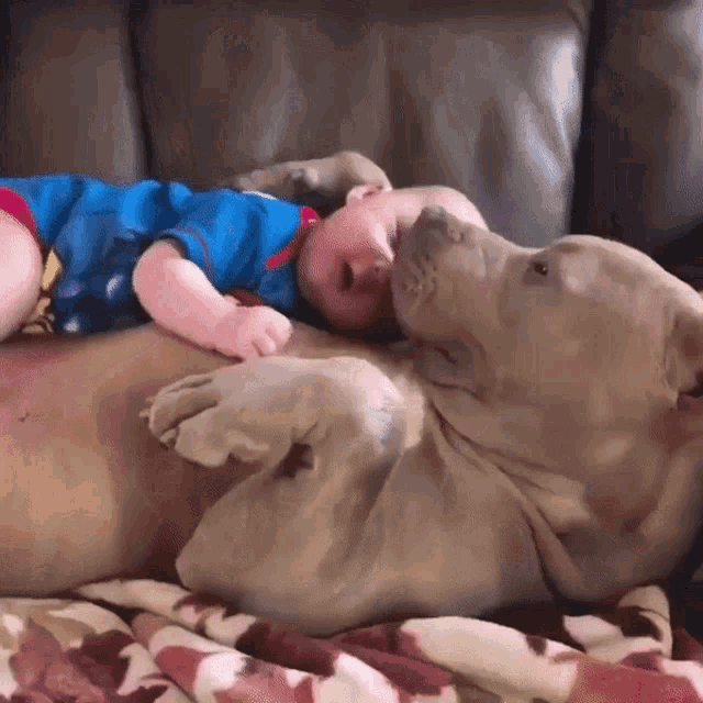 Dog Baby GIF - Dog Baby Kisses GIFs