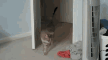 Cats GIF - Cat Scared Surprised GIFs