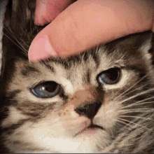 Annoyed Cat GIF - Annoyed Cat Pet GIFs