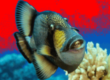Titan Triggerfish Triggerfish GIF - Titan Triggerfish Triggerfish Trigger GIFs