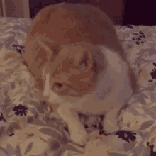 Cat Fight GIF - Cat Fight Attacked GIFs
