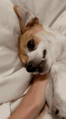 Jack Russell GIF - Jack Russell Puppy GIFs
