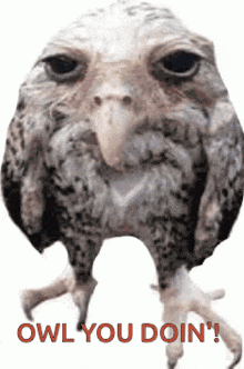 an owl with the words owl you doin ' on the bottom