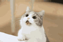 Bgp Cat GIF - Bgp Cat 3d GIFs