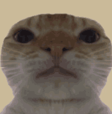 Cat GIF - Cat GIFs