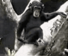 Chimpanzee Wipes Ass GIF - Chimpanzee Wipes Ass Smells Fingers And Falls GIFs