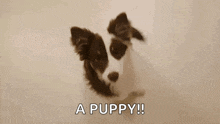 Dog Puppy GIF - Dog Puppy Beg GIFs
