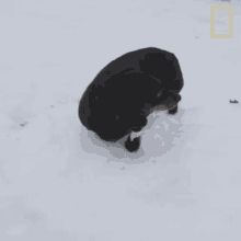 Dog On The Snow National Geographic GIF - Dog On The Snow National Geographic Yukon Vet GIFs