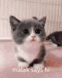 Malak Mally GIF - Malak Mally Kitty GIFs