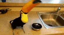 Eating Bird GIF - Eating Bird Toucan GIFs