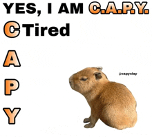 a picture of a capy with the caption yes i am capy tired a p y