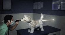 a veterinarian examines a dog with a flashlight