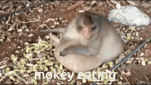 Ape Monkey GIF - Ape Monkey Monkey Eating GIFs