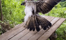 Philippine Eagle Philippine Eagle Pooping GIF - Philippine Eagle Philippine Eagle Pooping Philippine Eagle Poop GIFs
