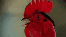 cock chicken rooster cockerel bird