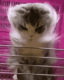 Angry Cat Kitten GIF - Angry Cat Kitten Cat GIFs