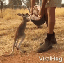pouch kangaroo