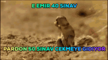 Emir Ab GIF