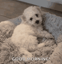 Good Morning Dog GIFs | Tenor
