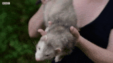 a woman is holding a ferret in her arms and it is looking at the camera .
