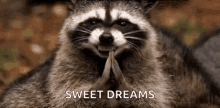 Raccoon Good Night GIF - Raccoon Good Night Sweet Dreams GIFs