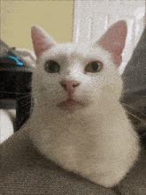 a white cat with a pink nose is laying on a grey couch