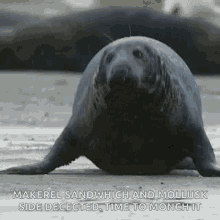 Seal Wadfilm GIF