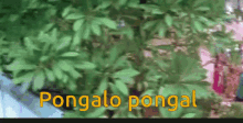 Pongalo Pongal Pray GIF - Pongalo Pongal Pray GIFs