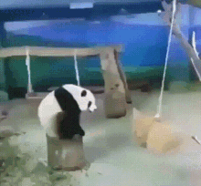 Panda Jump GIF - Panda Jump Failure GIFs