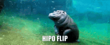 Hipoflip Hipo GIF - Hipoflip Hipo Flip GIFs