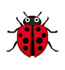 beetle lady