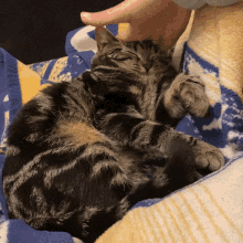 Boing Cat GIF - Boing Cat Squish GIFs