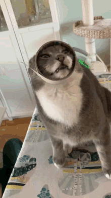 a cat wearing a bucket on its head looks up at the camera