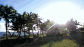 the sun shines through the palm trees in a field
