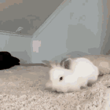 Bunny Roll GIF