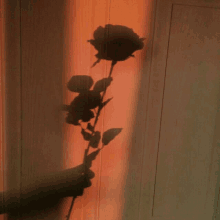 Rose Loght GIF - Rose Loght Sunset GIFs