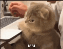 Cat Computer GIF - Cat Computer Mad GIFs