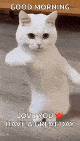 Cool Fun GIF - Cool Fun White Cat GIFs
