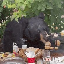 Bear Eating Viralhog GIF - Bear Eating Viralhog Bear Having His Fill GIFs