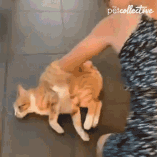 Cat Chilling GIF - Cat Chilling Pushed Around GIFs