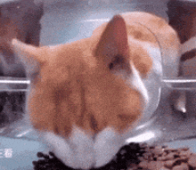 Reading Chat Cat GIF - Reading Chat Cat GIFs