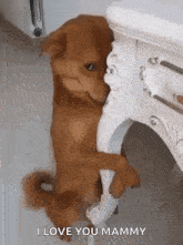a brown dog is standing on its hind legs behind a white table .