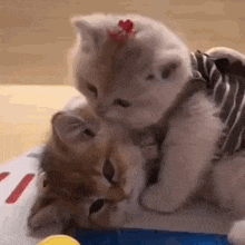 two kittens are playing with each other on a table . one of the kittens is wearing a striped vest .