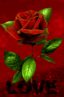 Flower Rose GIF