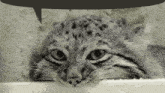 Manul Cat GIF - Manul Cat Speech GIFs